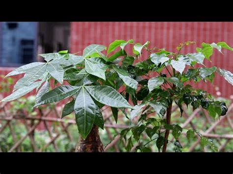 茶花擋煞|【什麼植物可以擋煞】擋煞招財！10大最強「植物風水。